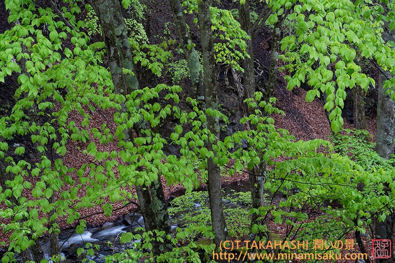 ../Images/7R250506 (13).jpg